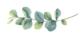 edit-Watercolor-Eucalyptus-clipart-4